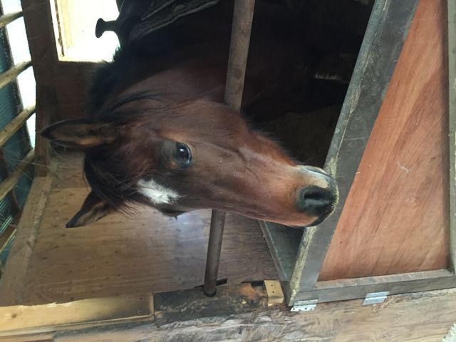 かわいいお馬さん_TANIMOTO HORSE RANCH