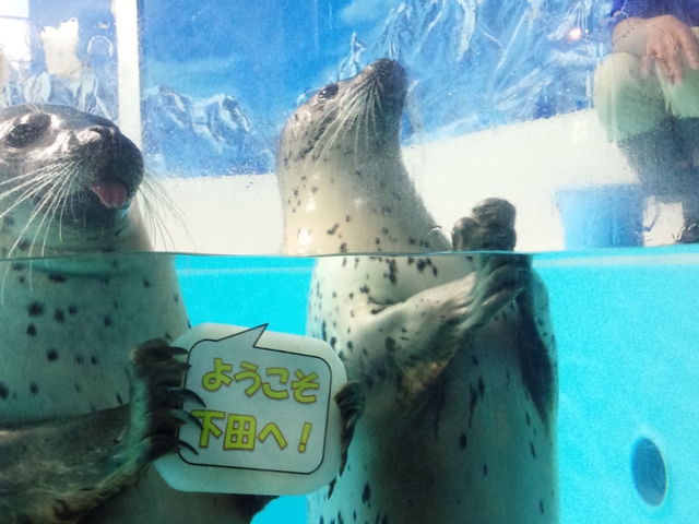 ラッコ丸_下田海中水族館