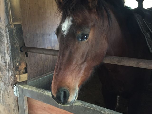 馬に初めてさわりました(^^)_TANIMOTO HORSE RANCH