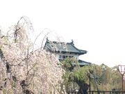 harusuさんの弘前公園の桜の投稿写真1