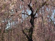 harusuさんの弘前公園の桜の投稿写真2