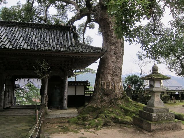 立派なクスノキ_大乗寺(応挙寺)