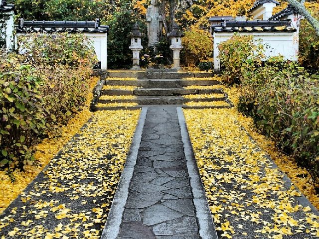 長法寺(あじさい寺)_長法寺(あじさい寺)
