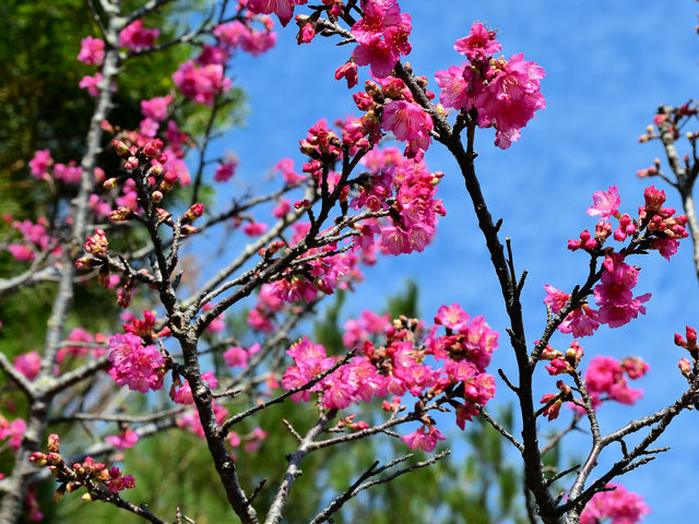 八重岳の桜並木_八重岳の桜並木