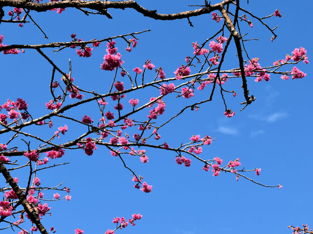 八重岳の桜並木_八重岳の桜並木