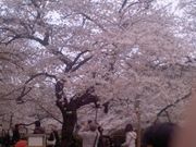 レムリアさんの千鳥ケ淵公園の投稿写真1