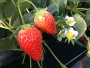 hideさんの篠田いちご園の投稿写真1