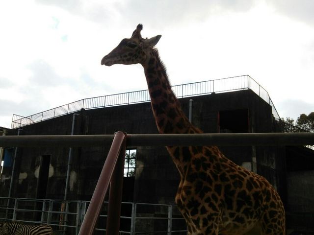 キリンが近くに来てくれ子供が喜んでいました_宮崎市フェニックス自然動物園