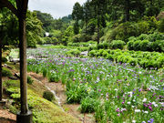 タックさんの修善寺虹の郷花しょうぶ園の投稿写真2