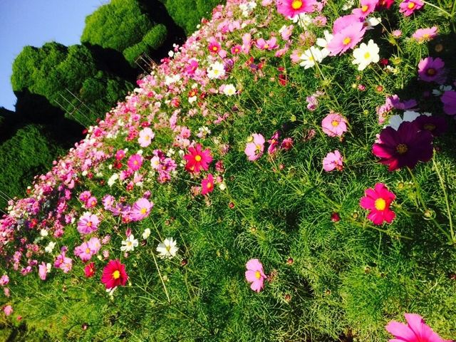 コスモス畑_アイランドパークのコスモス