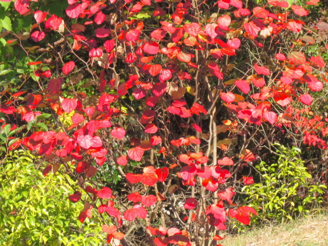 tomsanさんのおおの自然観察の森の投稿写真1