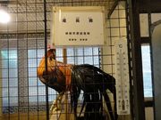 塩谷さんの龍河洞珍鳥センターの投稿写真1