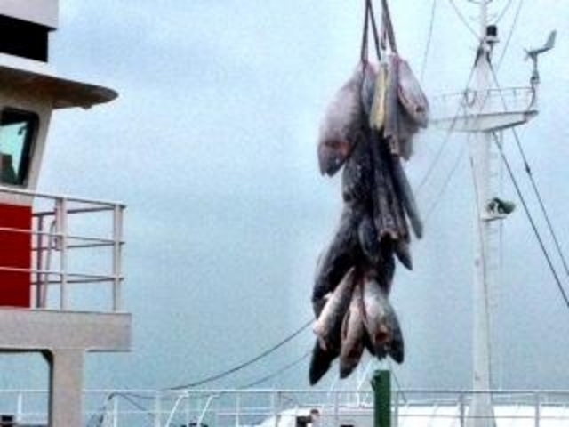 焼津漁業協同組合