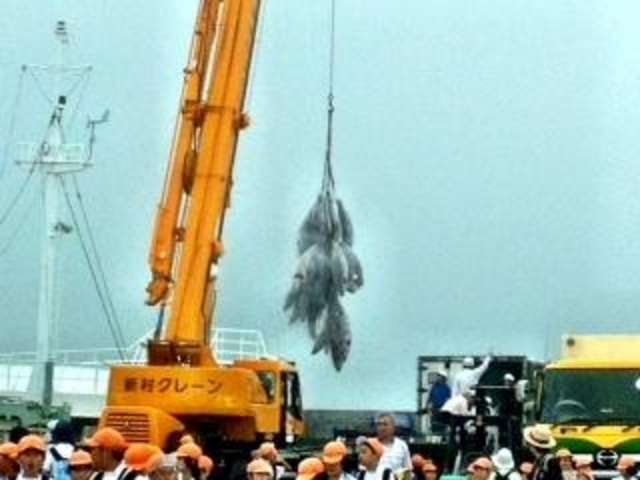 焼津漁業協同組合