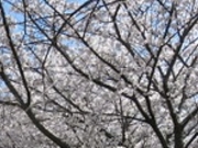 けんとさんの千葉県立柏の葉公園の投稿写真1