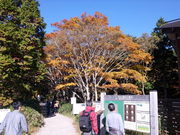 くらさんの大台ヶ原の紅葉の投稿写真1