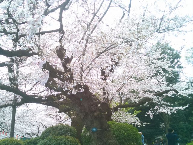 『小松乙女原木』。綺麗です。_上野恩賜公園の桜