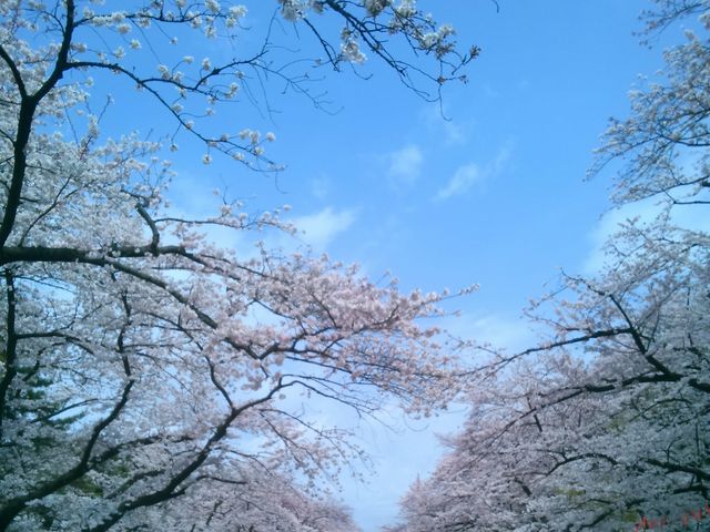 『桜並木』。とても綺麗。_上野恩賜公園の桜
