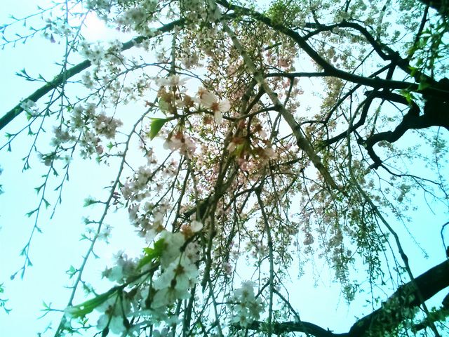 『しだれ桜』。_上野恩賜公園の桜