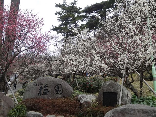 熱海梅園_熱海梅園の梅
