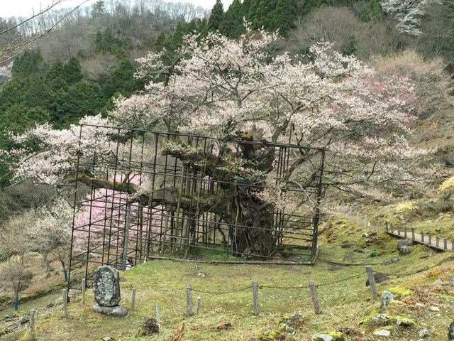 ジャングルジムのような柵で守られています_樽見の大桜