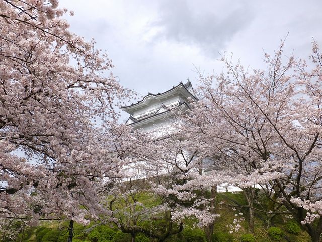 小田原城址公園の桜