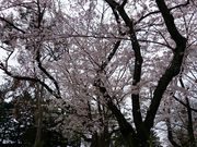 瑠璃蝶さんの三ツ沢公園の桜の投稿写真1