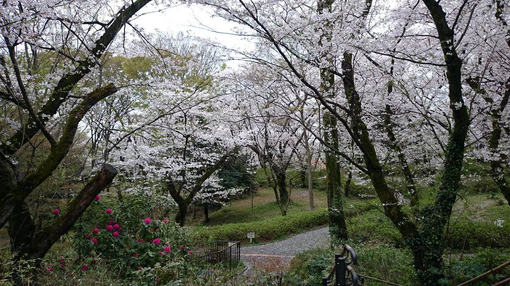 三ツ沢公園