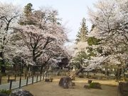 ゆみぶさんの恵林寺境内の桜の投稿写真1