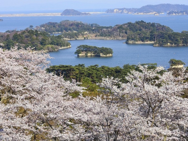 桜満開の西行戻しの松公園から見た松島湾の景観_松島湾
