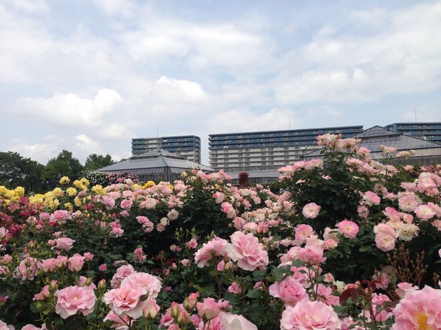 京成バラ園