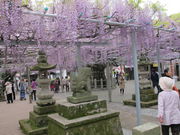 だるまおやじさんの大歳神社の千年藤の投稿写真1