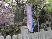 だるまおやじさんの大歳神社の千年藤の投稿写真3