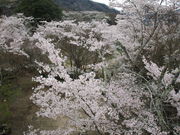いわぴいさんの尾関山公園の投稿写真3