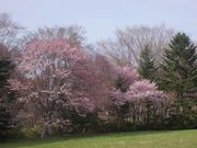 とものり1さんの北海道立自然公園野幌森林公園の投稿写真1