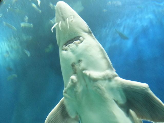 チョウザメ_サケのふるさと千歳水族館