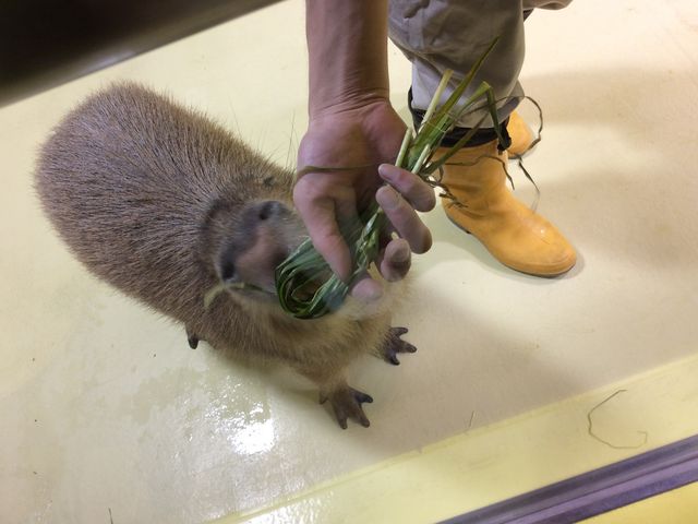 カピバラのソラちゃん_竹島水族館