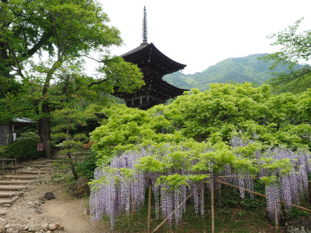 三重の塔を背景に、まさに盛りと咲いていた藤の花_前山寺