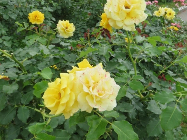 景色_庄堺公園
