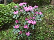 菊原志尋さんの勝定寺庭園の投稿写真4