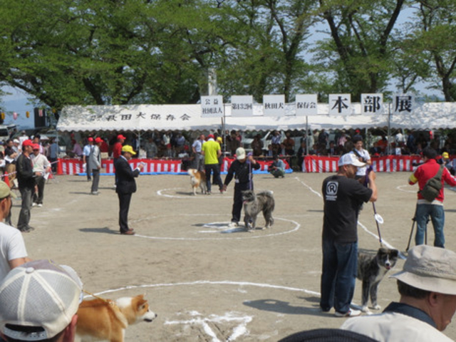 秋田犬全国保存会本部展_桂城公園