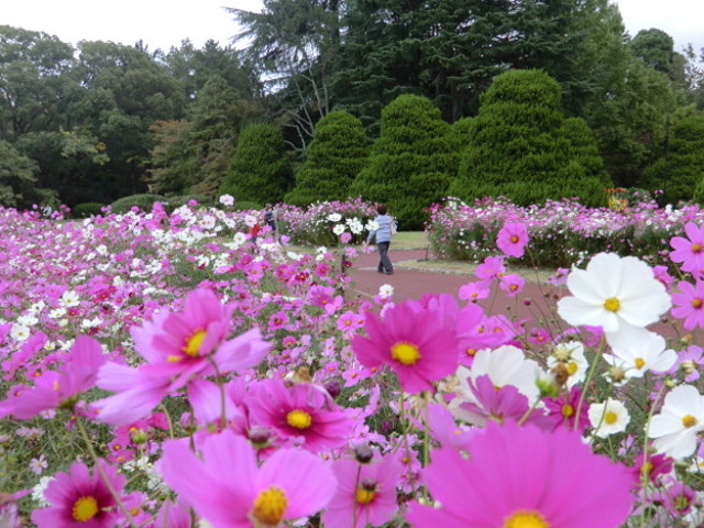 コスモス_京都府立植物園