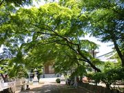 キヨさんの梅岩寺のケヤキとカヤの投稿写真2