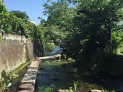 みぽこさんの源兵衛川の投稿写真1