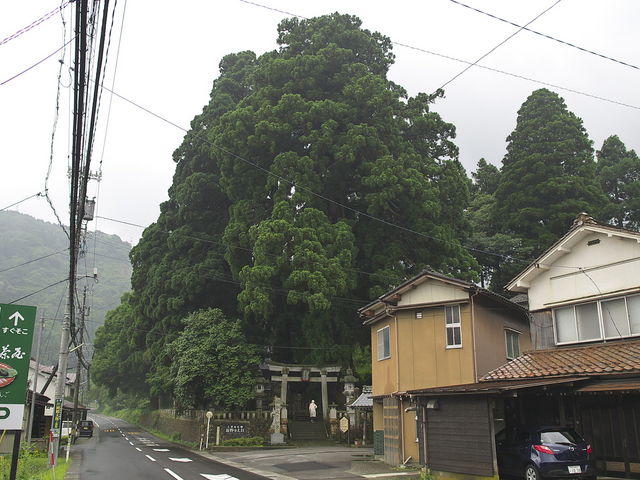 栢野の大杉_栢野の大杉
