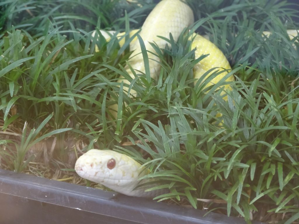 シロヘビ観覧施設