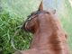 B-chanさんの阿蘇ハイランド乗馬クラブへの投稿写真2