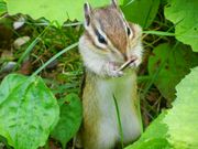 SGさんの天狗山展望所の投稿写真2