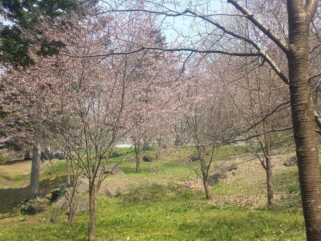 ゆうさんの善光寺の桜の投稿写真1