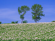 Fujikochanさんのパッチワークの路の投稿写真1